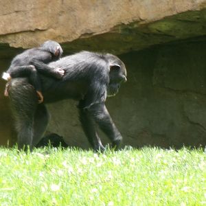 Western common chimpanzees