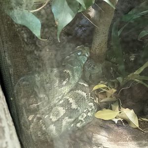 Madagascar tree boa