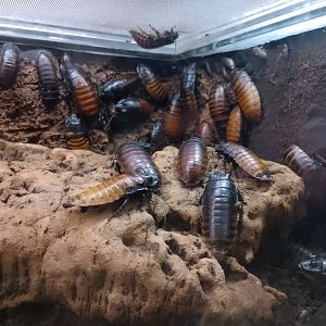 Giant hissing cockroach