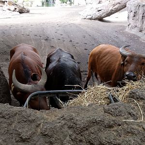 African forest buffaloes