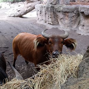 African forest buffalo