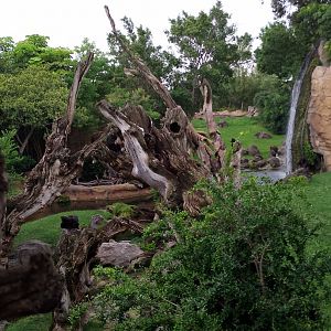 Chimpanzee and gorilla panorama