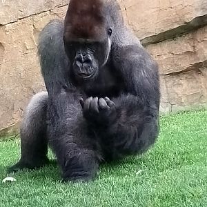 Western lowland gorilla