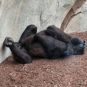 Western lowland gorilla