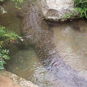 Nile crocodile