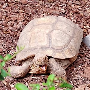 Spurred tortoise