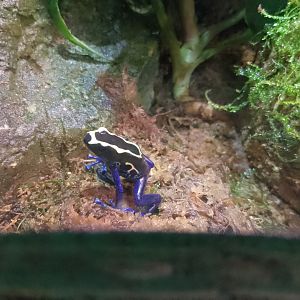 Dyeing poison dart frog