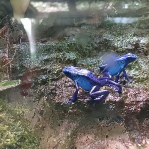 Blue poison dart frog