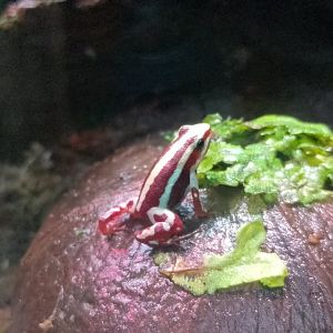 Anthony's poison dart frog