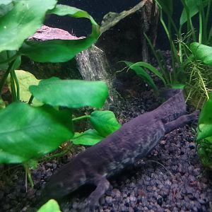 Spanish ribbed newt