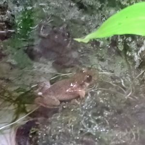 Majorcan midwife toads