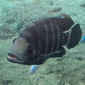 Zebra tilapia