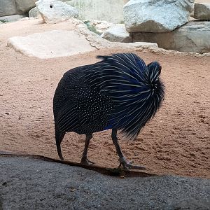 Vulturine guineafowl