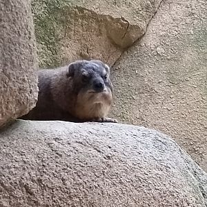 Cape hyrax