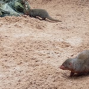 Dwarf mongoose