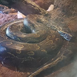 African rock python