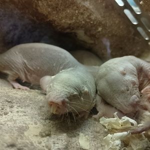 Naked mole rats