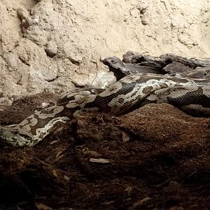 Dumeril's ground boa