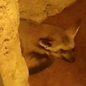 Southern bat-eared fox