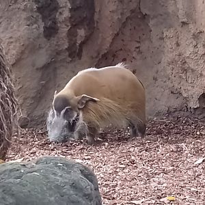 Red river hog
