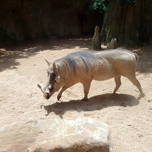 Warthog