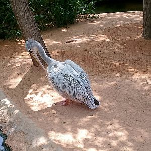 Pink-backed pelican