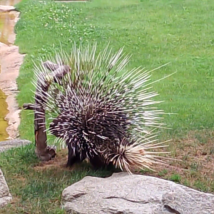 Cape porcupine