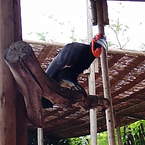 Southern ground hornbill