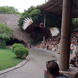 Southern ground hornbill