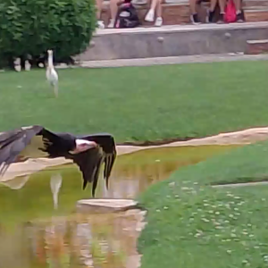 White-headed vulture