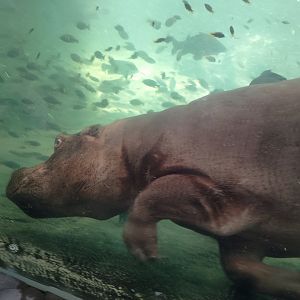 Common hippo
