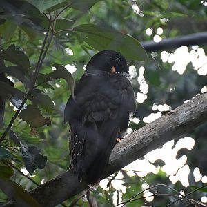 Black-and-white owl (Strix nigrolineata)