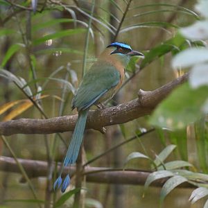 Blue-capped motmot (Momotus coeruliceps)
