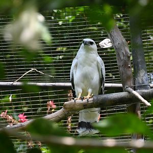 Costa Rican white hawk (Pseudastur albicollis costaricensis)