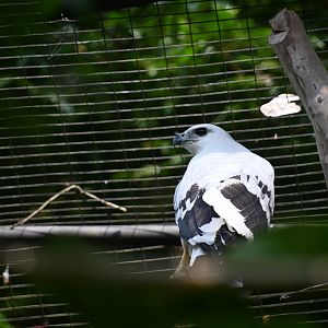 Costa Rican white hawk (Pseudastur albicollis costaricensis)