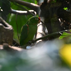 Finsch's parakeet (Psittacara finschi)