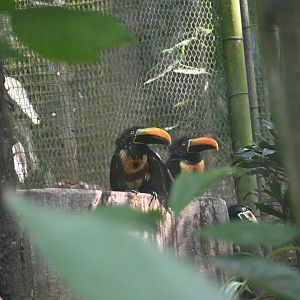 Fiery-billed araçari (Pteroglossus frantzii)