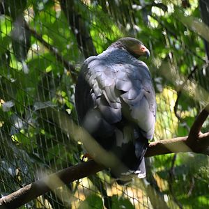 Great black hawk (Buteogallus urubitinga)