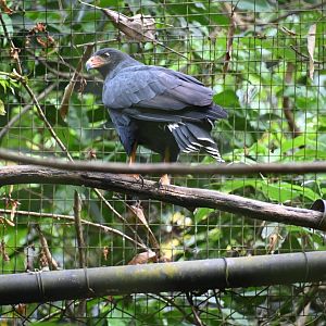 Great black hawk (Buteogallus urubitinga)