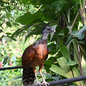 Great curassow (Crax rubra)