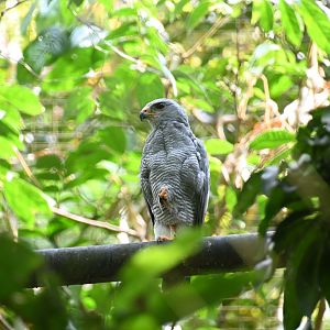 Gray hawk (Buteo plagiatus)