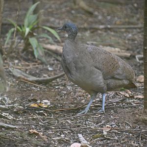 Great tinamou (Tinamus major)