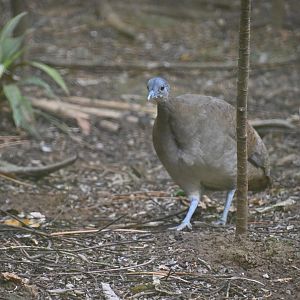 Great tinamou (Tinamus major)
