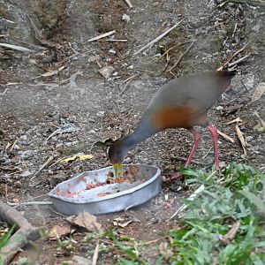 Grey-cowled wood rail (Aramides cajaneus)