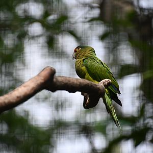 Half-moon conure (Eupsittula canicularis)