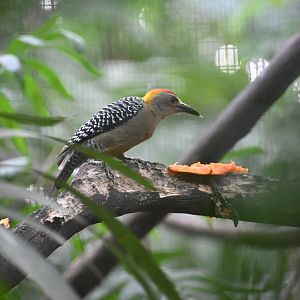 Hoffmann's woodpecker (Melanerpes hoffmannii)