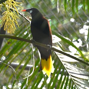 Montezuma oropendola (Psarocolius montezuma)