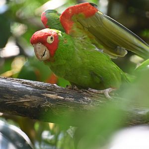 Red-masked parakeet (Psittacara erythrogenys)