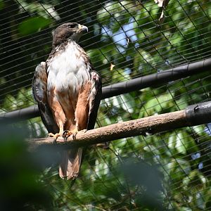 Central American red-tailed hawk (Buteo jamaicensis costaricensis)
