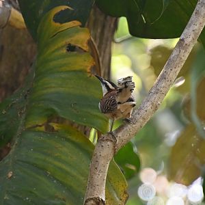 (Wild) Rufous-backed wren (Campylorhynchus capistratus)